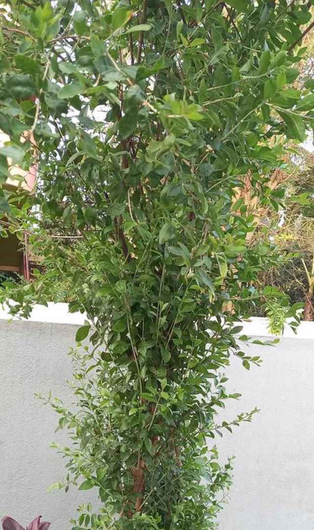 ಮದರಂಗಿಯ ಔಷಧೀಯ ಗುಣಗಳೇನು ಗೊತ್ತಾ?