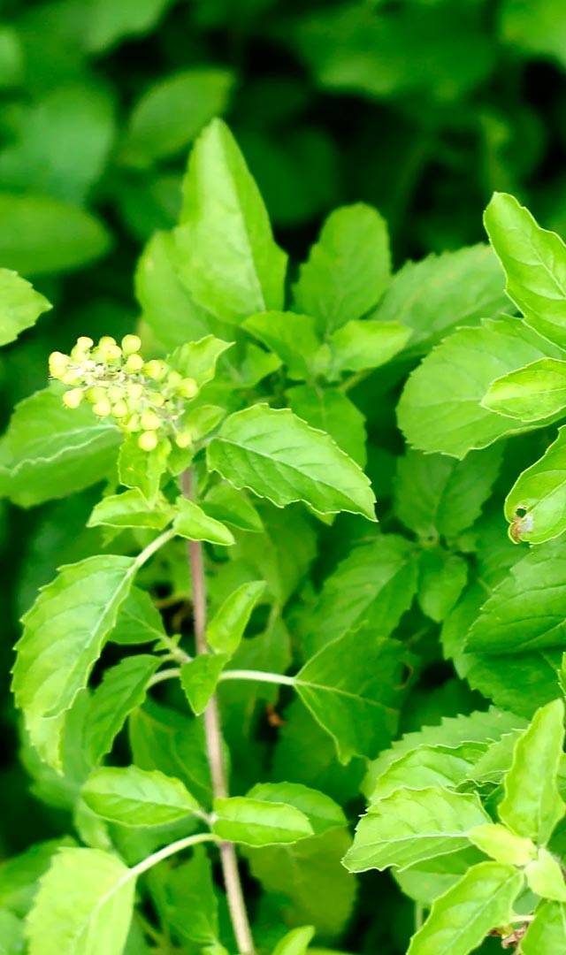 ಅಸ್ತಮಾ ರೋಗಿಗಳಿಗೆ ತುಳಸಿಯ ಪ್ರಯೋಜನಗಳೇನು?