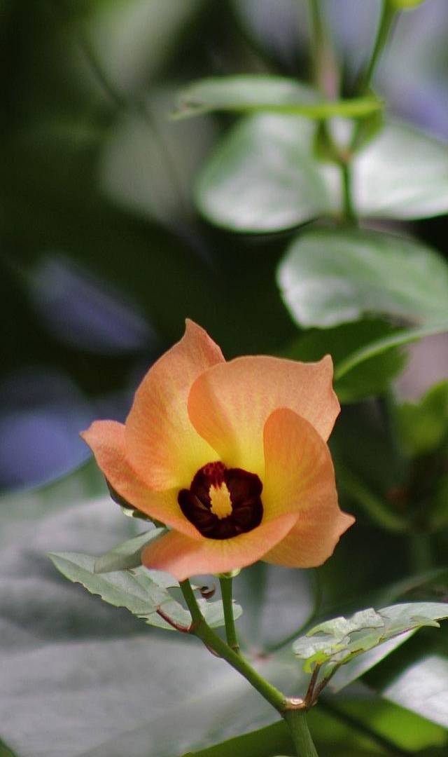 ರಕ್ತ ಶುದ್ಧಿಗಾಗಿ ಅಡವಿಬೆಂಡೆ ಕಷಾಯ ಕುಡಿದರೆ?