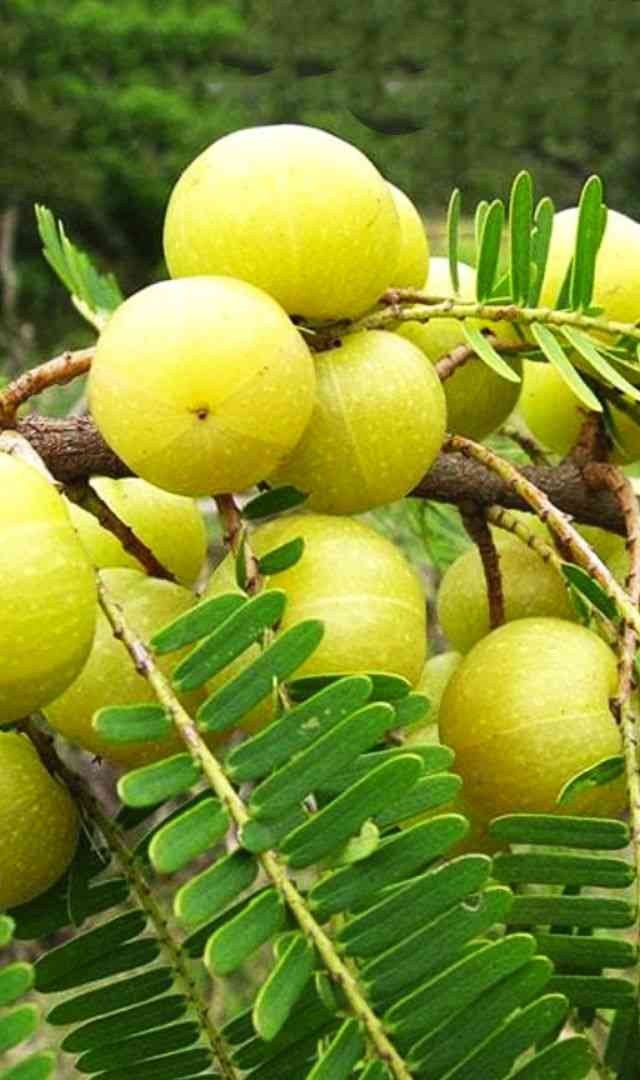 ಈ ಕಾಯಿಲೆಗಳಿಂದ ಬಳಲುತ್ತಿರುವವರು ನೆಲ್ಲಿಕಾಯಿ ತಿನ್ನಬಾರದು