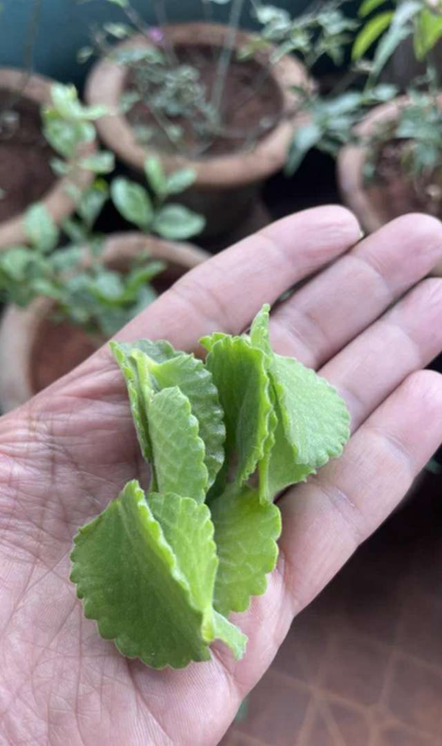 ಅಜ್ವೈನ್ ಎಲೆ ತಿನ್ನುವುದರಿಂದ ಆರೋಗ್ಯ ಲಾಭಗಳು