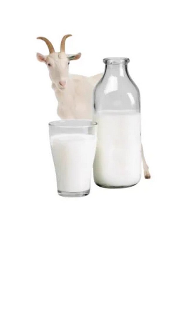 ಮೇಕೆ ಹಾಲು ಕುಡಿಯುವುದರಿಂದ 10 ಪ್ರಯೋಜನಗಳು