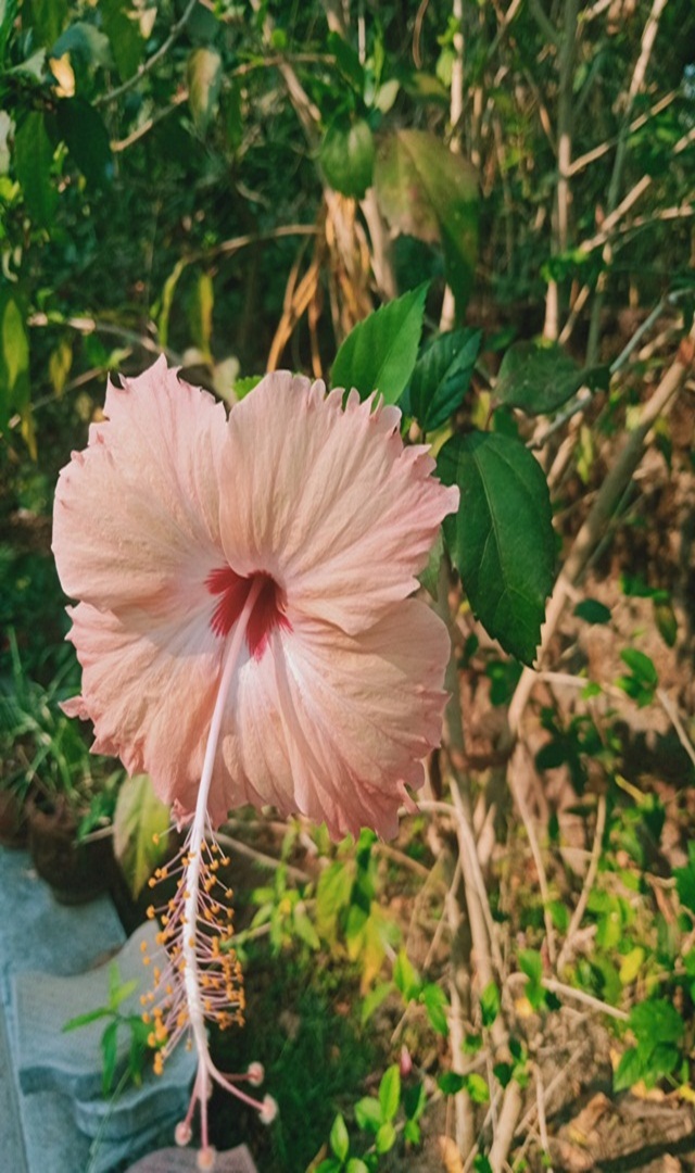 ದಾಸವಾಳವನ್ನು ಬೆಳಿಗ್ಗೆ ಖಾಲಿ ಹೊಟ್ಟೆಯಲ್ಲಿ ತಿನ್ನುವುದರಿಂದ ಆಗುವ ಪ್ರಯೋಜನಗಳು