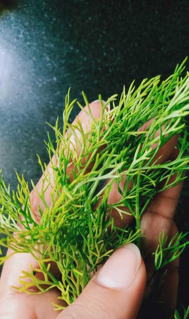 ಸಬ್ಸಿಗೆ ಸೊಪ್ಪಿನ ಅದ್ಭುತ ಪ್ರಯೋಜನಗಳು