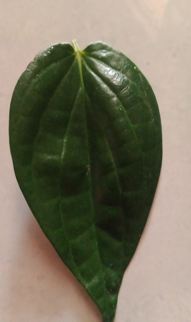 ವೀಳ್ಯದೆಲೆ ಕೆಮ್ಮು ಮತ್ತು ಅಸ್ತಮಾವನ್ನು ಕಡಿಮೆ ಮಾಡುತ್ತದೆಯೇ?