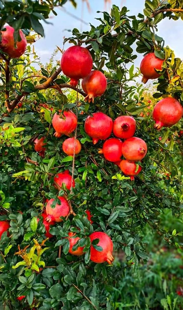 ದಾಳಿಂಬೆ ಮುಟ್ಟಿನ ಸಮಯದಲ್ಲಿ ಸಮಸ್ಯೆಗಳನ್ನು ಹೋಗಲಾಡಿಸುತ್ತದೆ
