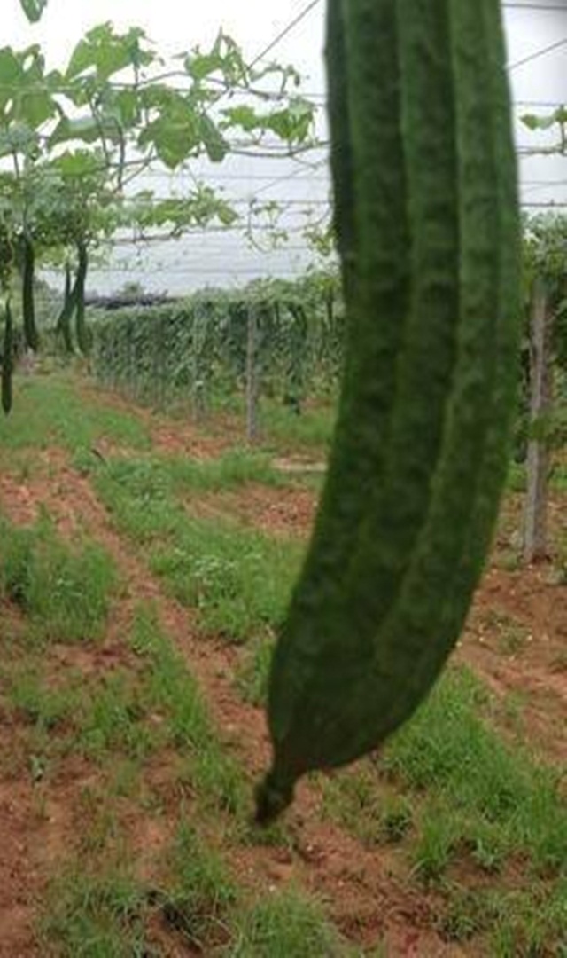 ದಾರಳೆಕಾಯಿಯ ಪ್ರಯೋಜನಗಳು