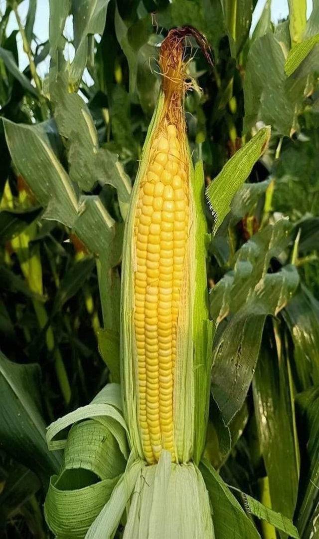 ಸ್ವೀಟ್ ಕಾರ್ನ್ ತಿಂದರೆ ಇವೆಲ್ಲಾ ಪ್ರಯೋಜನಗಳು