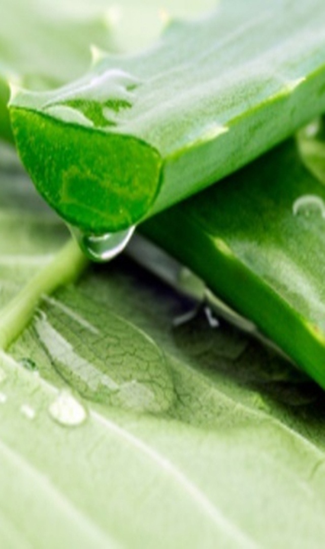 ಅಲೋವೆರಾದಲ್ಲಿ 75 ವಿಧದ ಪೌಷ್ಟಿಕಾಂಶದ ಮೌಲ್ಯಗಳಿವೆ