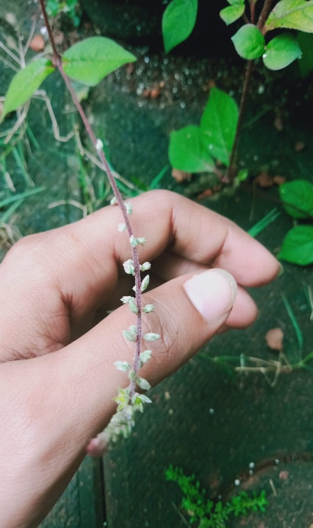 ಉತ್ತರಣಿ ರಸವನ್ನು ಎಳ್ಳೆಣ್ಣೆಯೊಂದಿಗೆ ಹೀಗೆ ಬೆರೆಸಿದರೆ ಬೊಜ್ಜು ಕರಗುತ್ತದೆ...