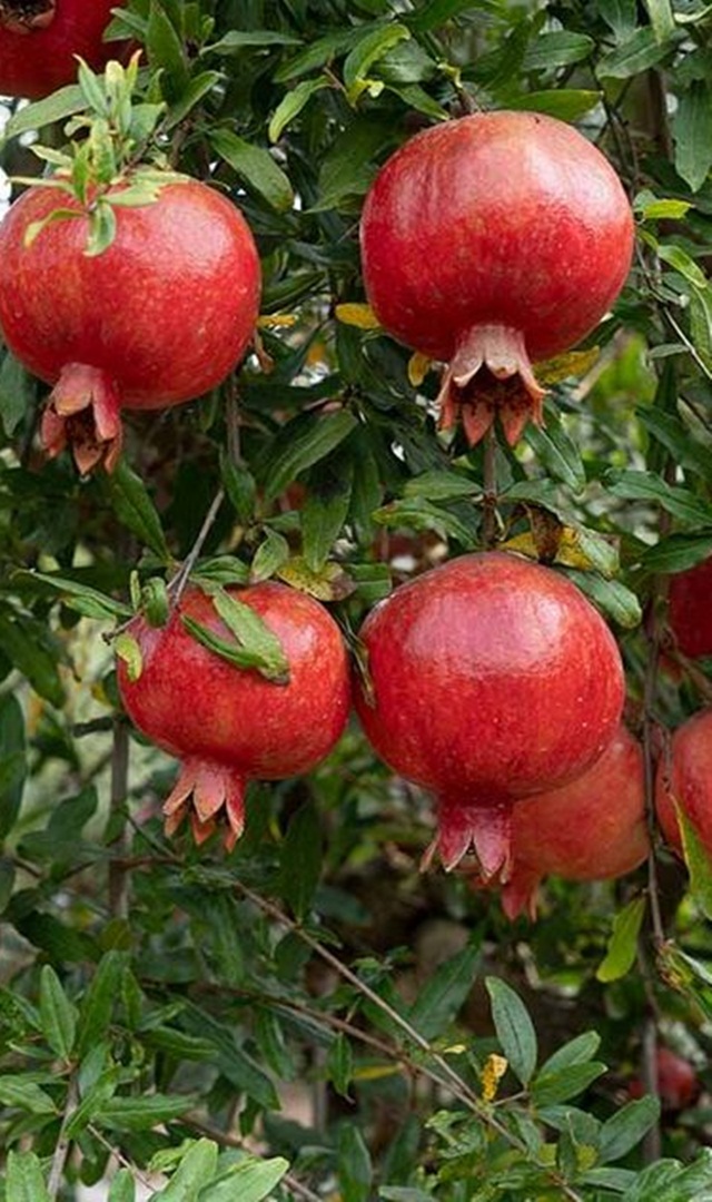  ದಾಳಿಂಬೆ, ಹಣ್ಣಿನ ಜ್ಯೂಸ್‌ ಪ್ರಣಯ ಪವರ್‌ ಕೂಡ ಹೆಚ್ಚು