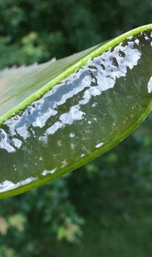 ಅಲವೇರಾ ಜೆಲ್‌ನಿಂದ ಕಣ್ಣಿನ ಕೆಳಭಾಗದ ಕಪ್ಪನ್ನು ನಿವಾರಿಸಲು ಇಲ್ಲಿದೆ ಸಿಂಪಲ್ ಟಿಪ್ಸ್ 