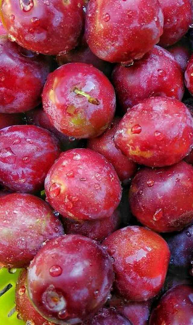 ಆರೋಗ್ಯ ವೃದ್ಧಿಸುವ ಗುಣ ಈ ಹಣ್ಣಿನಲ್ಲಿದೆ: ಹಲವು ರೋಗಗಳಿಗೆ ರಾಮಬಾಣ