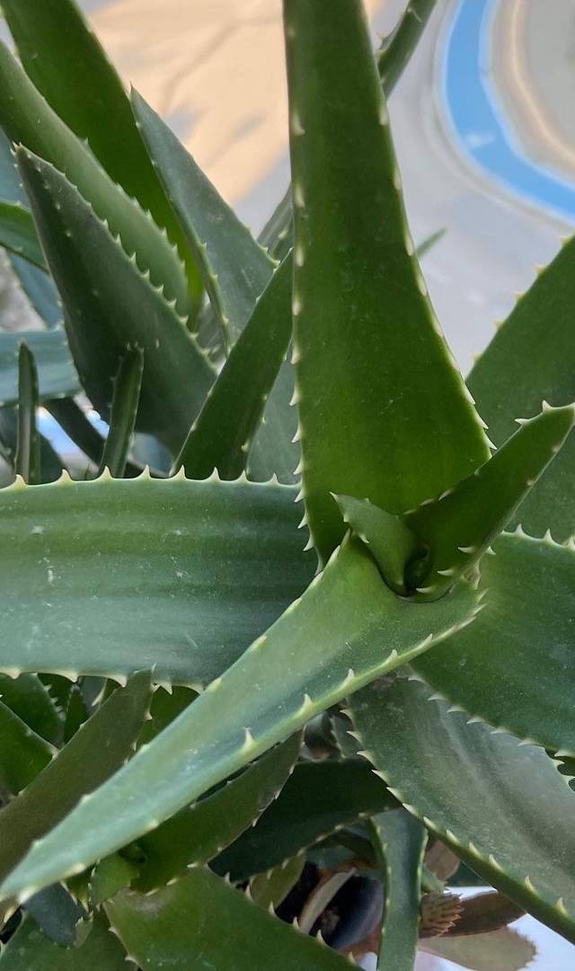 ನಿಮ್ಮ ಹೃದಯವನ್ನು ಹೆಲ್ದಿಯಾಗಿಡುತ್ತವೆ ಈ ತರಕಾರಿಗಳು