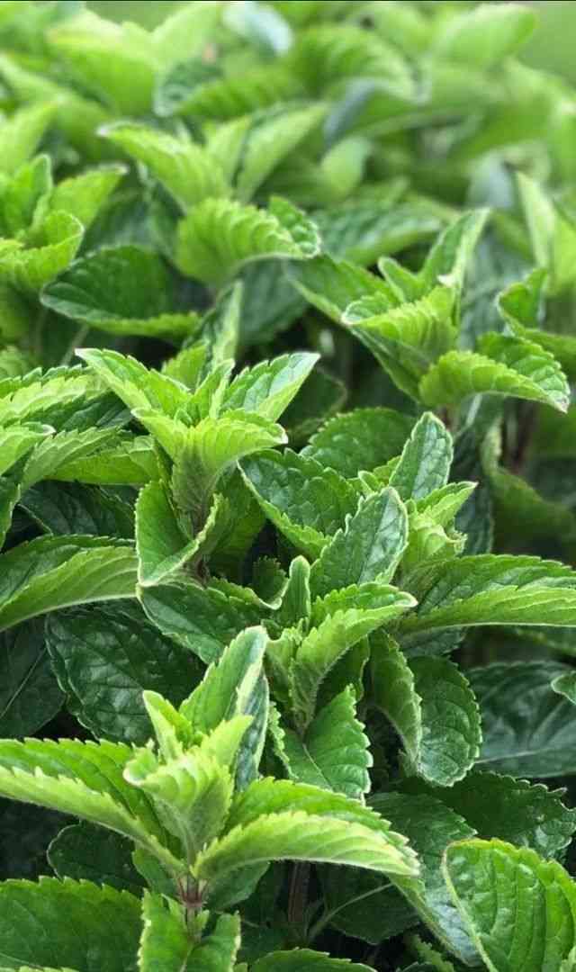  ದೇಹವನ್ನು ತಂಪಾಗಿಡಲು ಪುದೀನಾ ರಸ ಉತ್ತೇಜನಕಾರಿ 