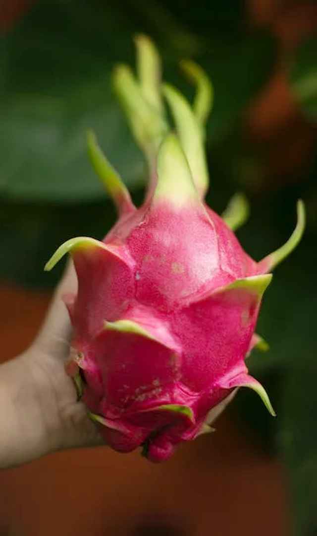 ಈ ಹಣ್ಣು ಅತಿ ಹೆಚ್ಚು ಕ್ಯಾನ್ಸರ್ ವಿರೋಧಿ ಗುಣ ಹೊಂದಿದೆ