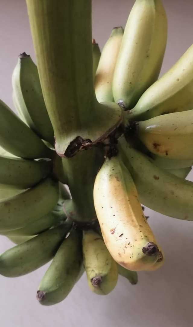 ನಿಮಗೆ ಕೆಲಸ ಮಾಡಲು ತುಂಬಾ ಉದಾಸೀನವಾಗುತ್ತಿದೆಯಾ? ಈ ಹಣ್ಣು ಸೇವಿಸಿ