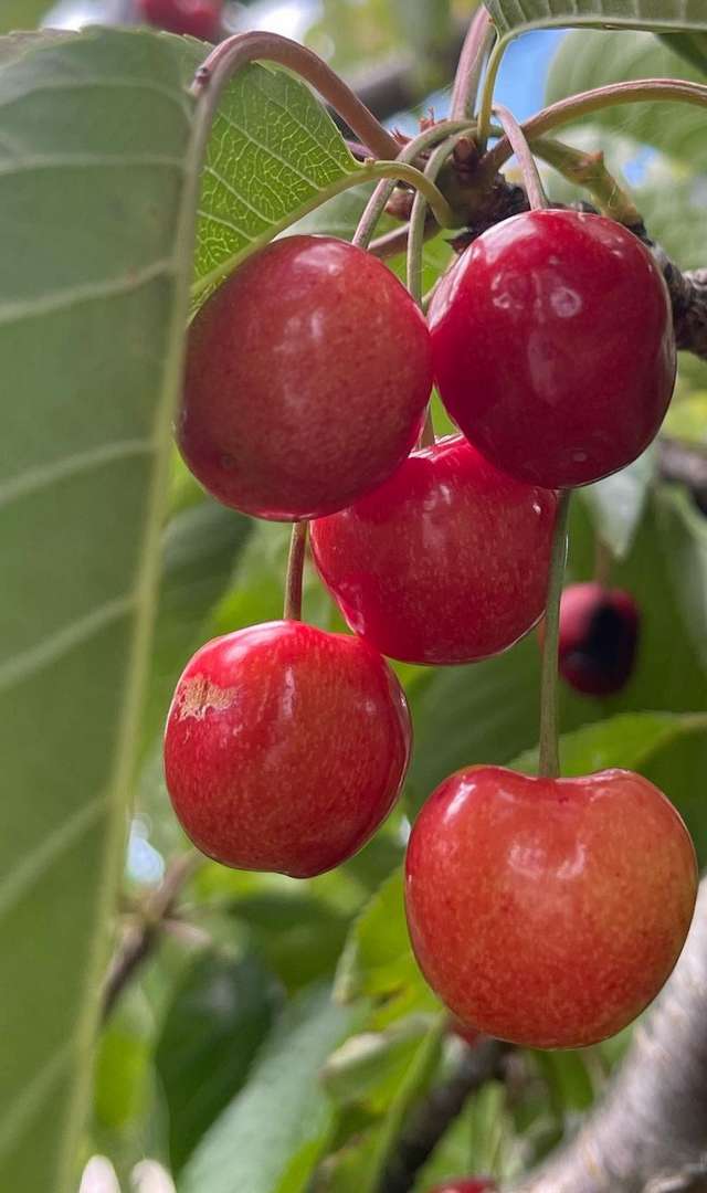  ಈ ಹಣ್ಣುಗಳ ಪವರ್ ಗೊತ್ತಾದ್ರೆ  ದಿನಾಲು ಸೇವಿಸುವಿರಿ