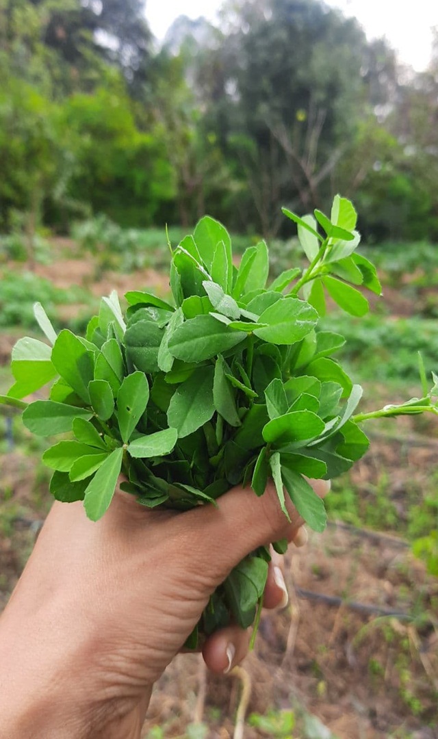  ಈ ಸೊಪ್ಪಿನ  ಔಷಧೀಯ ಅಂಶಗಳು ಆರೋಗ್ಯವನ್ನು ಕಾಪಾಡುತ್ತದೆ.