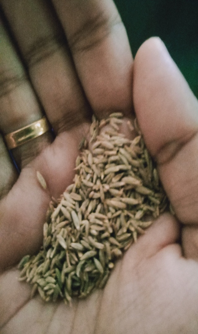 ​ಅಸ್ತಮಾ ಮತ್ತು ಶೀತಕ್ಕೆ ರಾಮಬಾಣ ಜೀರಿಗೆ 