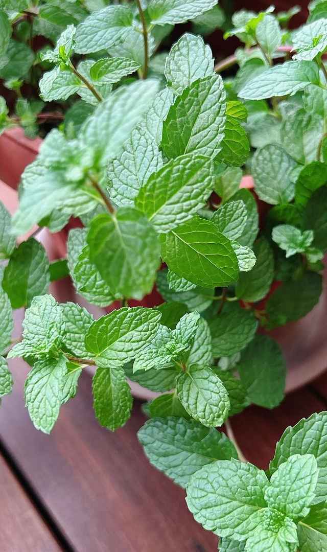 ಪುದೀನಾವನ್ನು ಆಹಾರದ ಜೊತೆ ಸೇವಿಸುವುದರ ಲಾಭಗಳೇನು?