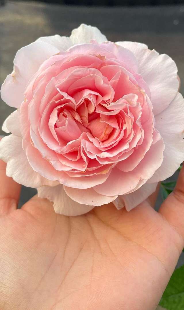 ಆರೋಗ್ಯ, ಸೌಂದರ್ಯದಲ್ಲೂ ಗುಲಾಬಿ ಹೂವಿನ ಪ್ರಾಮುಖ್ಯತೆ  