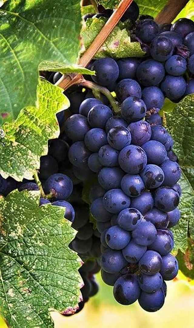 ಕಪ್ಪು ದ್ರಾಕ್ಷಿಯಿಂದ ಆರೋಗ್ಯ, ಕೇಶ ರಕ್ಷಣೆ