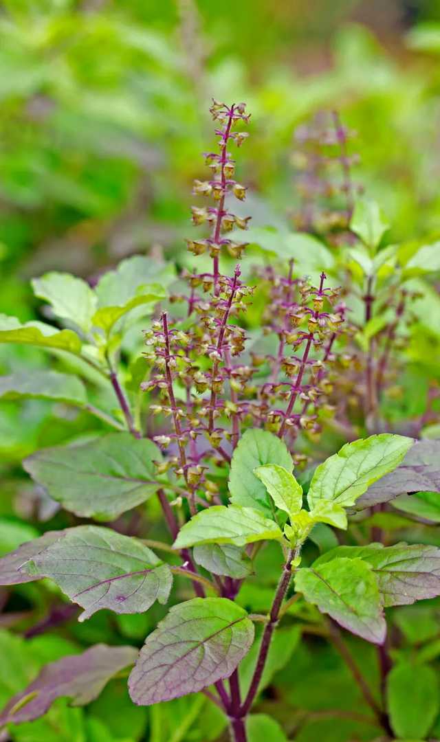  ಆರೋಗ್ಯಕ್ಕೆ ತುಳಸಿ ಸಾಮಾನ್ಯವಾದುದಲ್ಲ. ಅನೇಕ ಪ್ರಯೋಜನಗಳಿವೆ 