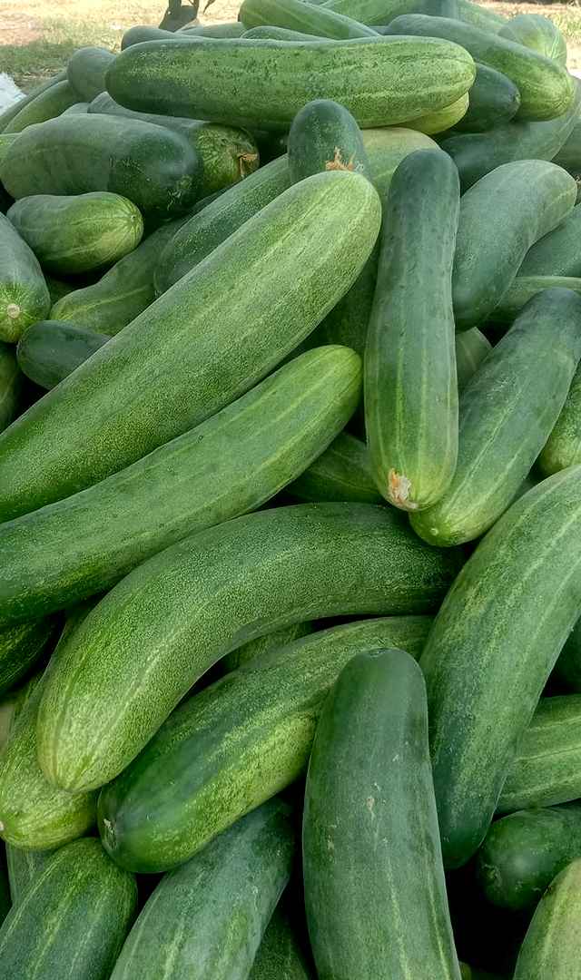 ಸೌತೆಕಾಯಿ ದೇಹಕ್ಕೆ ತಂಪನ್ನು ನೀಡುತ್ತದೆ: ದಿನ ನಿತ್ಯ ಸೇವಿಸಿ