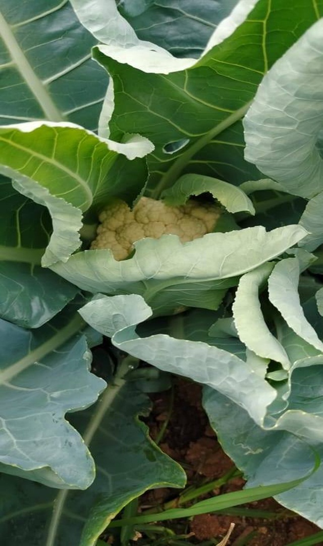 ಕಾಲಿಫ್ಲವರ್ ಬ್ರಾಕೋಲಿ: ಯಾವುದು ಬೆಸ್ಟ್?