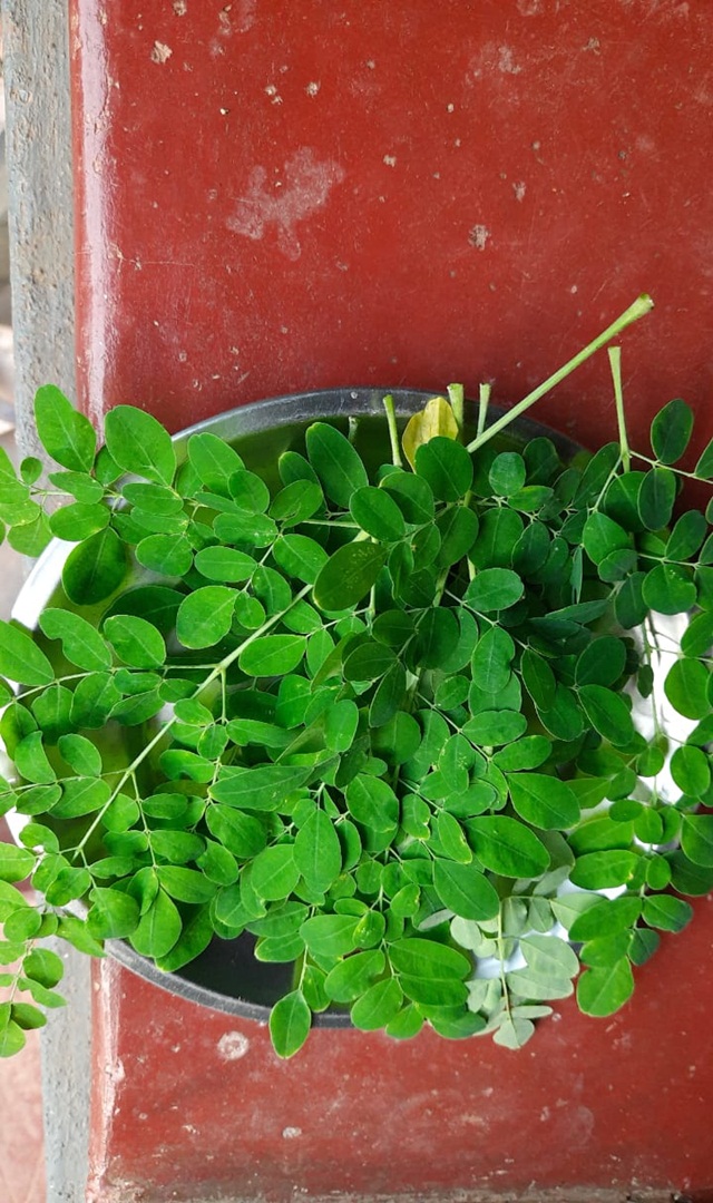 ಖಾಲಿ ಹೊಟ್ಟೆಯಲ್ಲಿ ನುಗ್ಗೆಸೊಪ್ಪಿನ ಕಷಾಯ ಸೇವನೆಯ ಲಾಭಗಳು