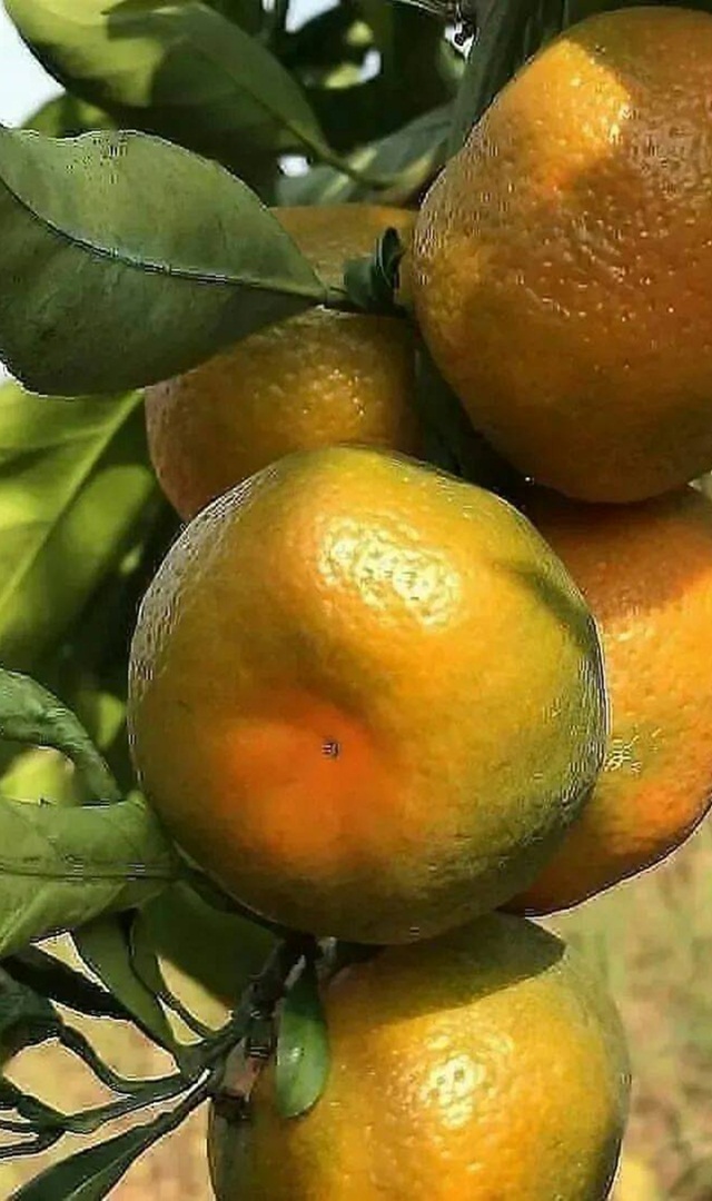 ಊಟದ ತಕ್ಷಣ ಹುಳಿ ಹಣ್ಣು ಸೇವಿಸಬೇಡಿ