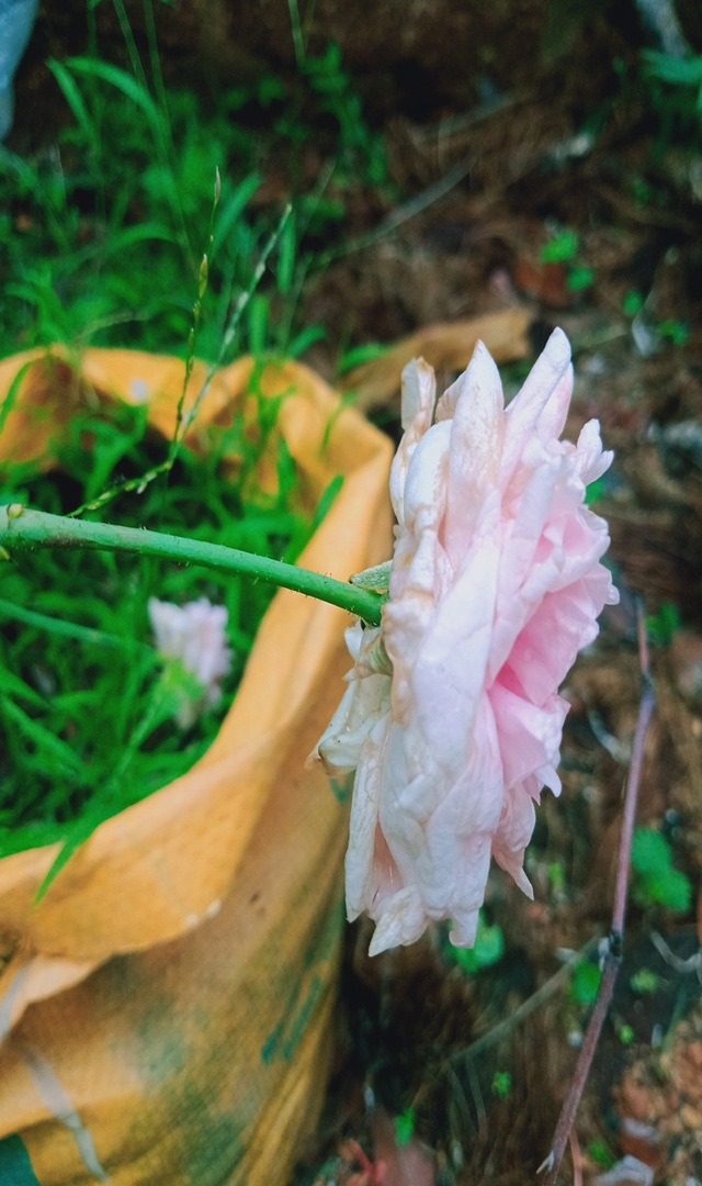 ಯಾವ ಬಣ್ಣದ ಗುಲಾಬಿ ಏನನ್ನು ಸೂಚಿಸುತ್ತದೆ ತಿಳಿಯಿರಿ