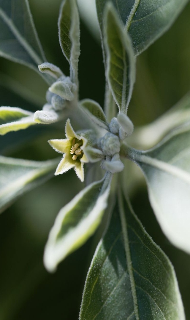 ಅಶ್ವಗಂಧವನ್ನು ಹೀಗೆ ಸೇವಿಸಬೇಕು