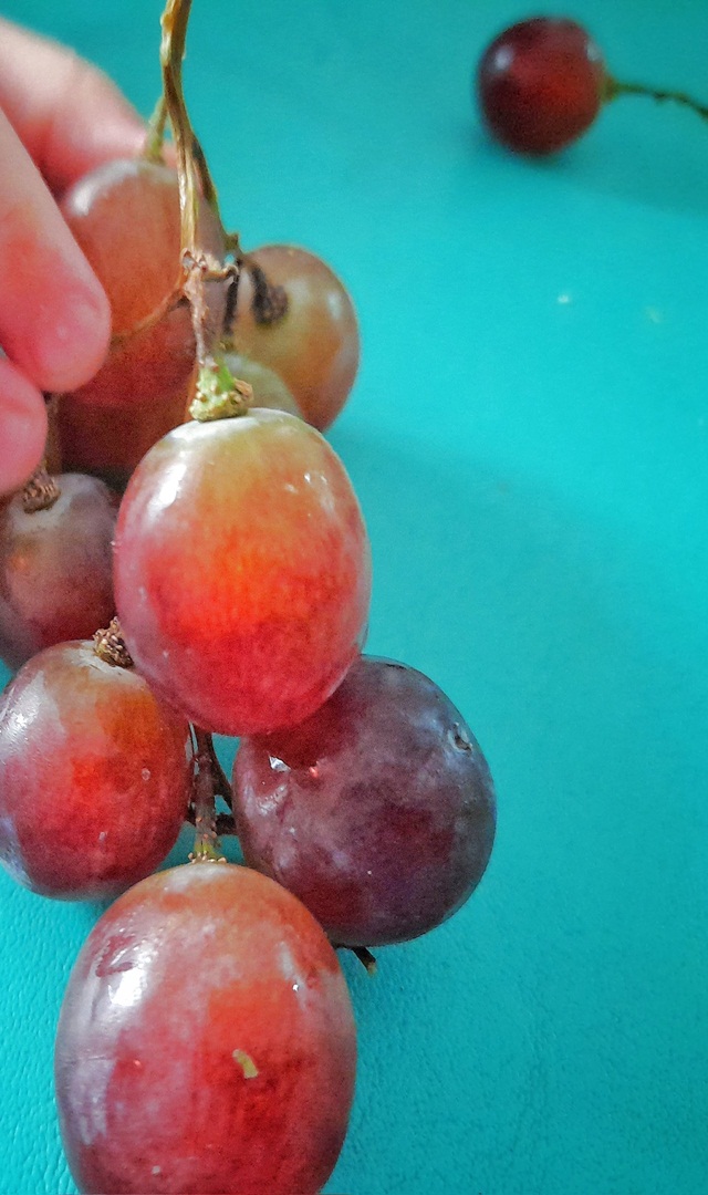 ತೂಕ ಇಳಿಕೆಗೆ ದ್ರಾಕ್ಷಿ ತಿನ್ನಿ