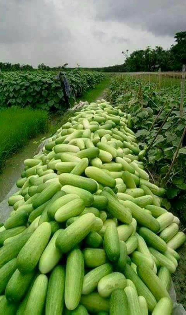 ಈ ಕಾಯಿಲೆ ಇರುವವರು ಸೌತೆಕಾಯಿ ಬಳಸಬೇಡಿ