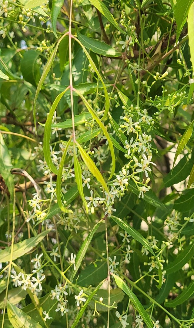 ಯುಗಾದಿ ದಿನ ಇವುಗಳನ್ನು ಮನೆಗೆ ತಂದರೆ ಲಾಭ