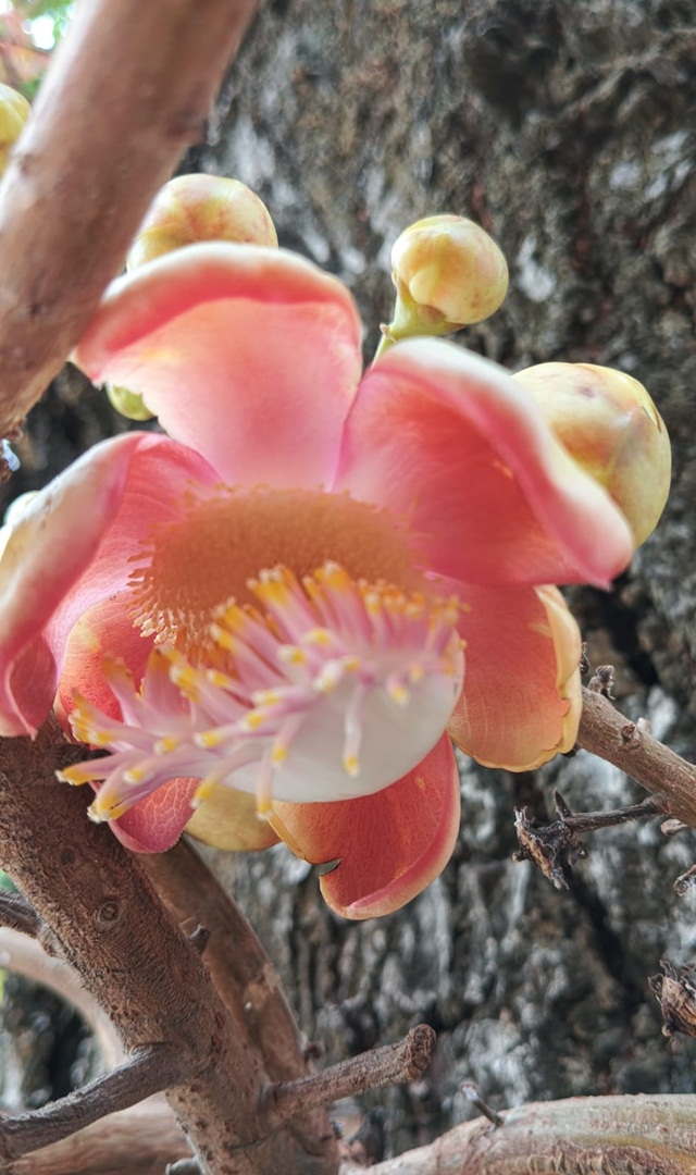 ಘಮ ಘಮಿಸುವ ನಾಗಸಂಪಿಗೆಯಿಂದ ಈ ರೋಗಗಳು ದೂರ