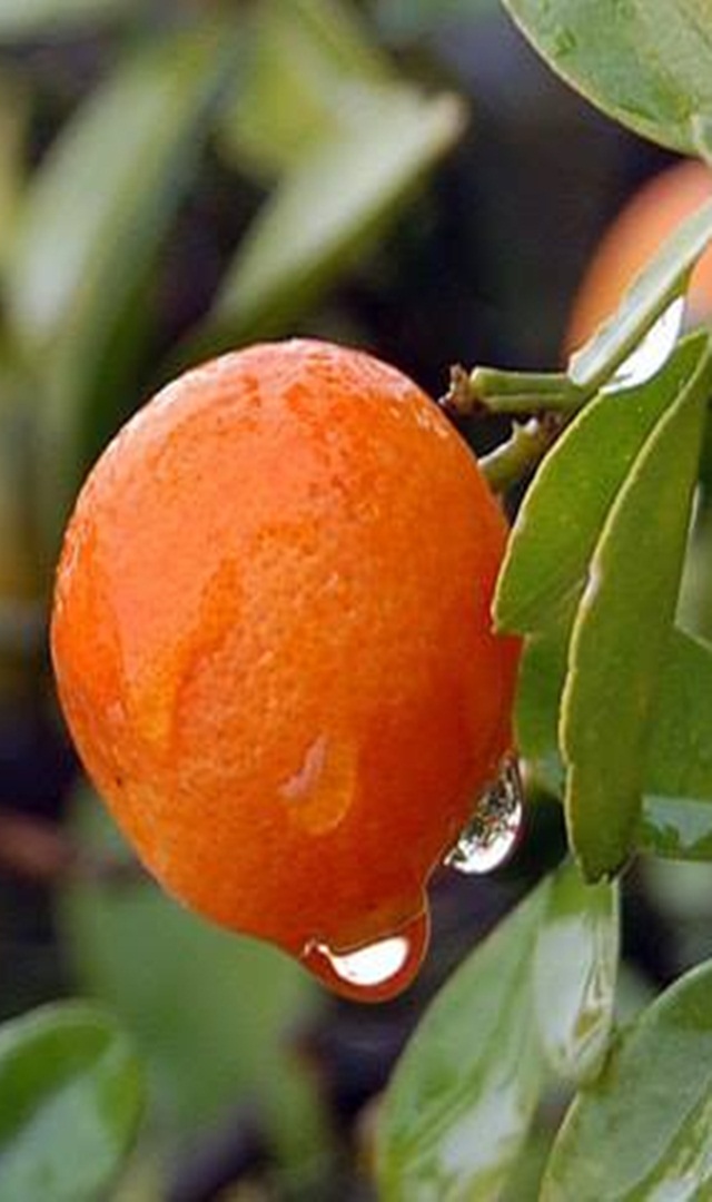 ಕಿತ್ತಳೆಯ ಸಿಪ್ಪೆಯನ್ನು ಹೀಗೆಲ್ಲಾ ಬಳಸಬಹುದು