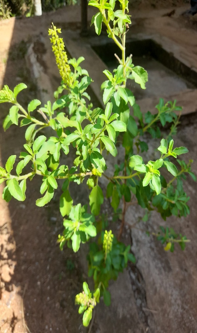ಪ್ರತಿನಿತ್ಯ ಒಂದು ಎಸಳು ತುಳಸಿ ತಿನ್ನಿ