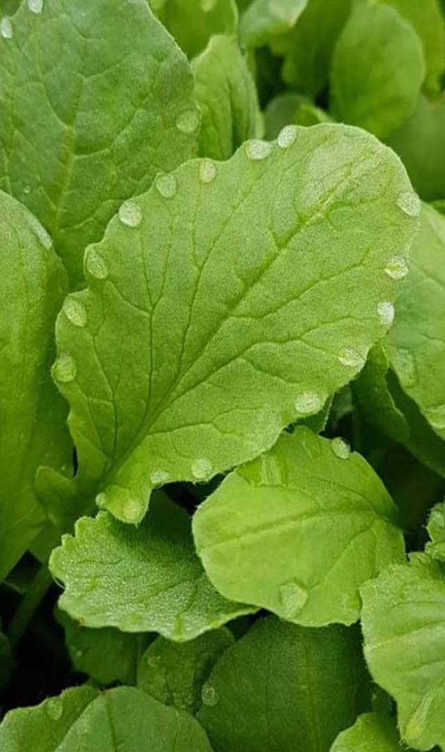 ಮೂಲಂಗಿ ಸೊಪ್ಪು ಸೇವನೆಗೆ ಯೋಗ್ಯವೇ