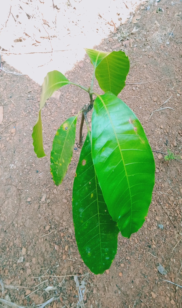 ಮಾವಿನ ಎಲೆಯ ಈ ಅದ್ಭುತ ಲಾಭಗಳು ನಿಮಗೆ ತಿಳಿದಿದೆಯೇ