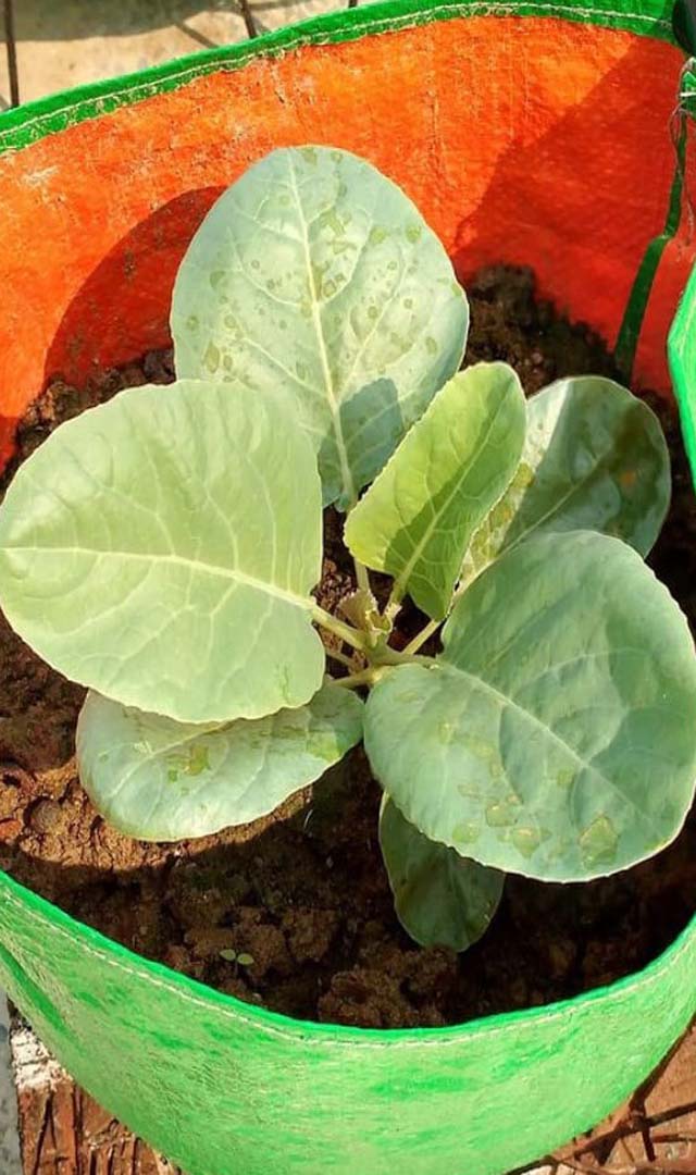 ನಿಮ್ಮ ಟೆರೇಸ್ ನಲ್ಲಿ ಸುಲಭವಾಗಿ ಬೆಳೆಯಬಹುದಾದ ತರಕಾರಿಗಳು