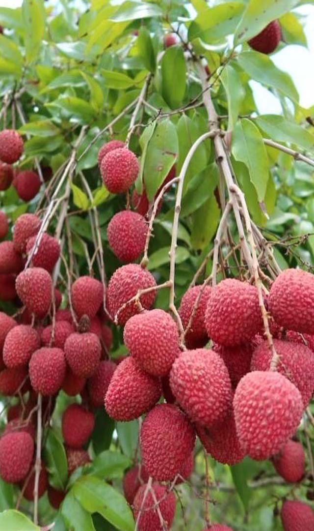 ಲೀಚಿ ಹಣ್ಣುಗಳನ್ನು ತಿಂದರೆ ಲಿವರ್ ಸುರಕ್ಷಿತ