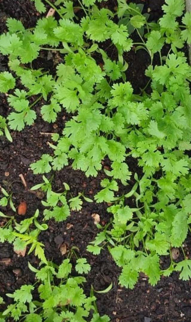 ಅಡುಗೆ ಮನೆಯ ಈ ತ್ಯಾಜ್ಯಗಳು ಗಿಡಗಳಿಗೆ ಗೊಬ್ಬರವಾಗಬಹುದು