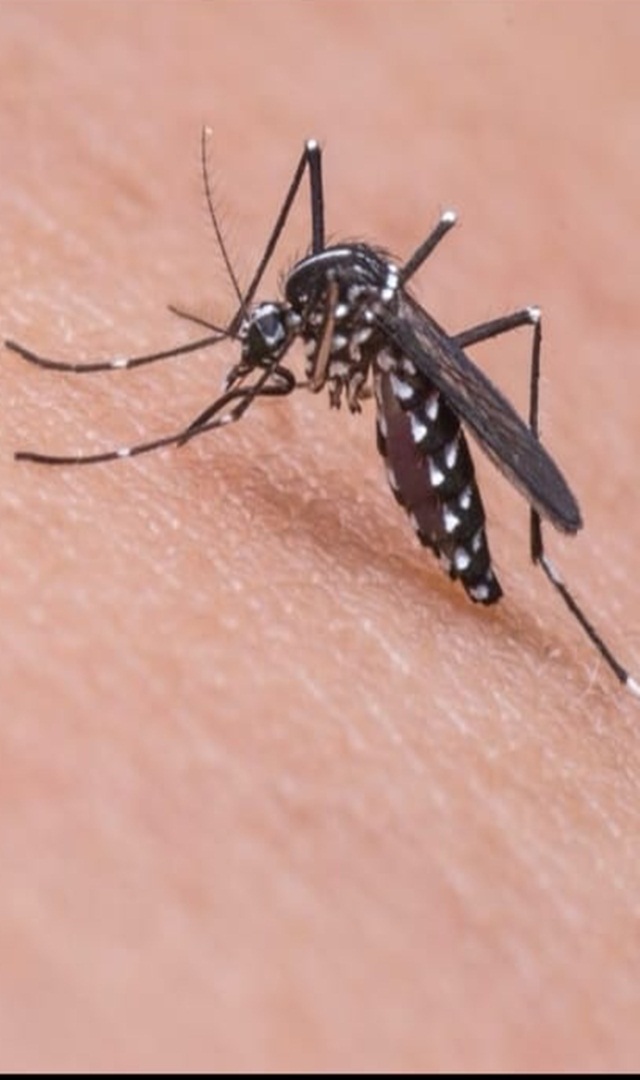 ಡೆಂಗ್ಯೂ ಬಂದಾಗ ಯಾವ ಆಹಾರ ಸೇವಿಸಬೇಕು