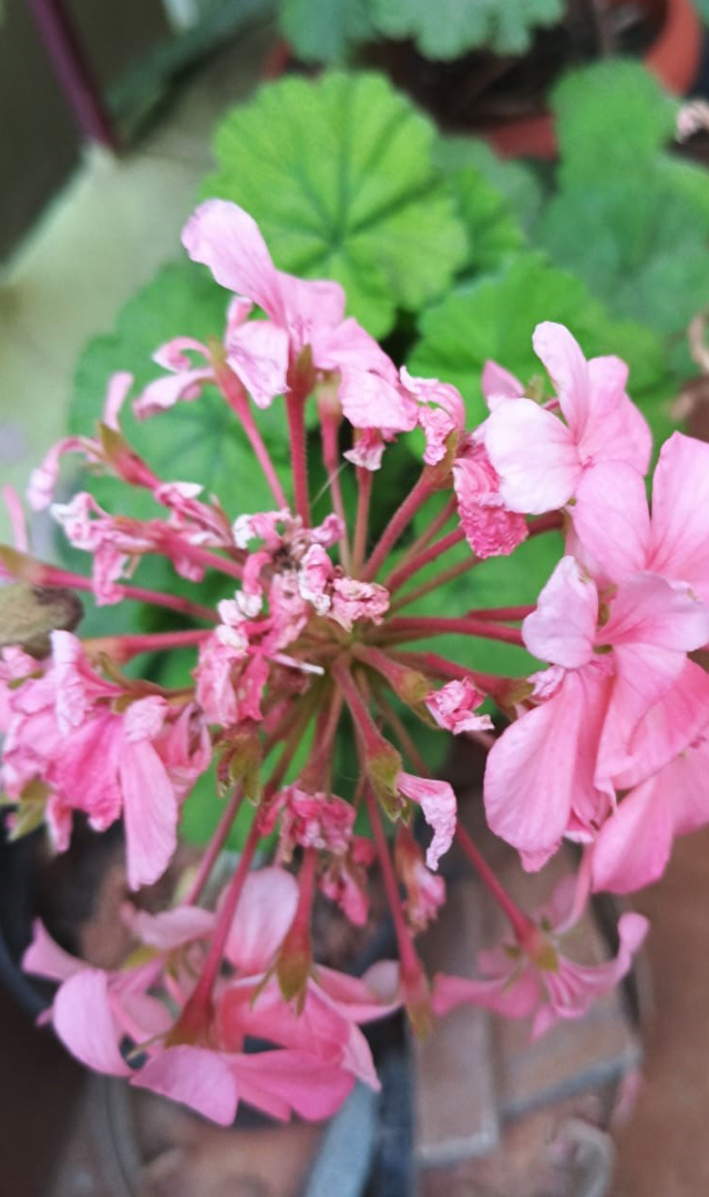 ಗಿಡದಲ್ಲಿ ಹೆಚ್ಚು ಹೂ ಬಿಡಲು ಹೀಗೆ ಮಾಡಿ