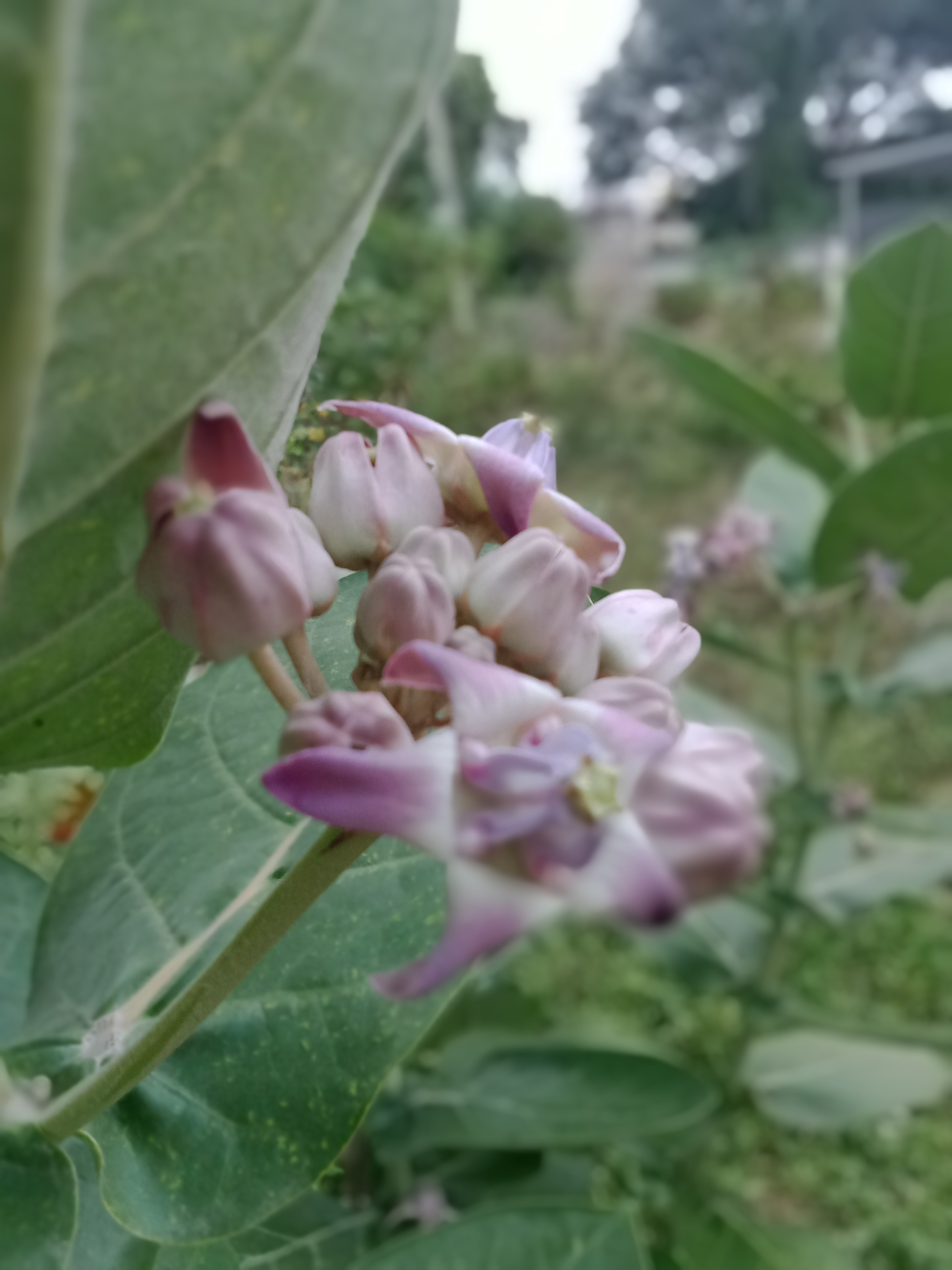 ಎಕ್ಕದ ಹೂವು ಮಹಿಳೆಯರ ಆರೋಗ್ಯಕ್ಕೆ ಉಪಯುಕ್ತ