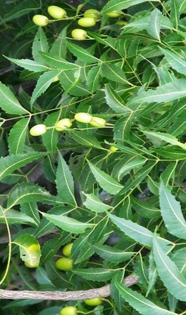 ಚರ್ಮದ ರೋಗವಿದ್ದರೆ ಸ್ನಾನಕ್ಕೆ ಈ ಸೊಪ್ಪು ಬಳಸಿ