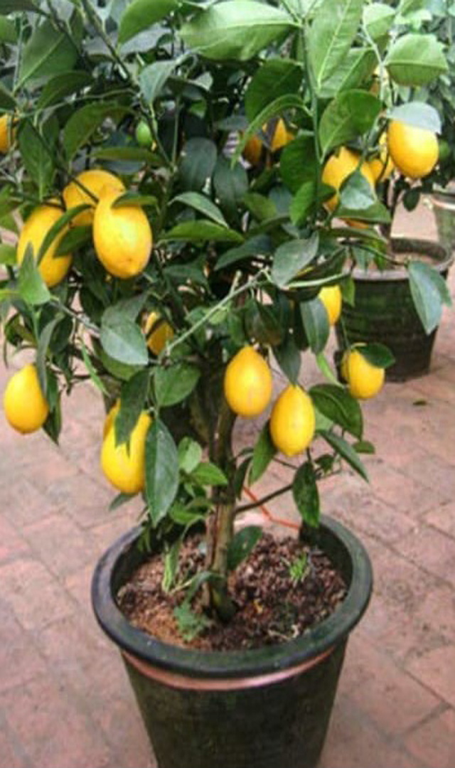 ಮನೆಯಲ್ಲಿ ತಾರಸಿಯಲ್ಲೇ ಲಿಂಬೆ ಗಿಡ ಬೆಳೆಸಲು ಟಿಪ್ಸ್